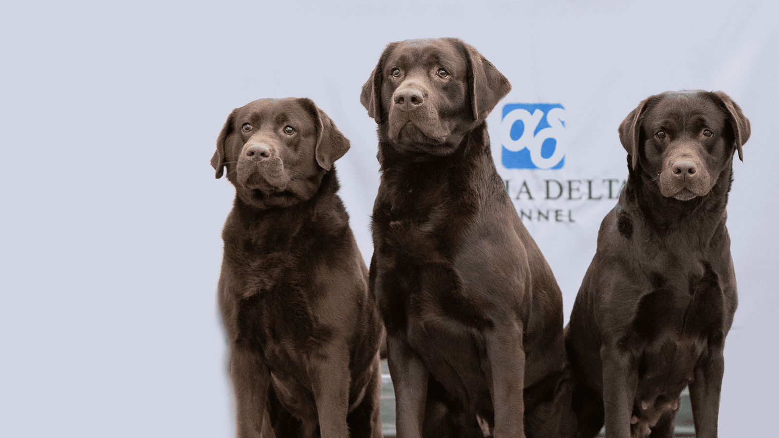 Alpha Delta Kennel profile photo