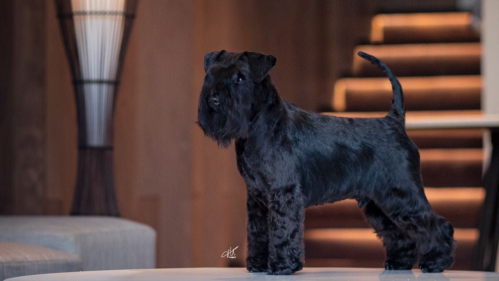 Alpha Delta Kennel profile photo