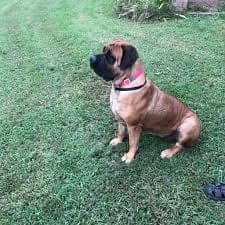 Ambassador Boerboels profile photo