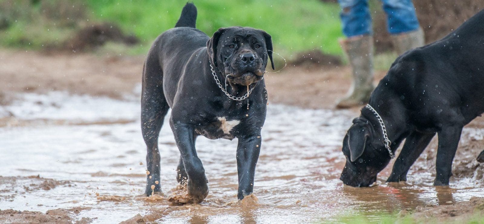 ANSU Boerboels profile photo