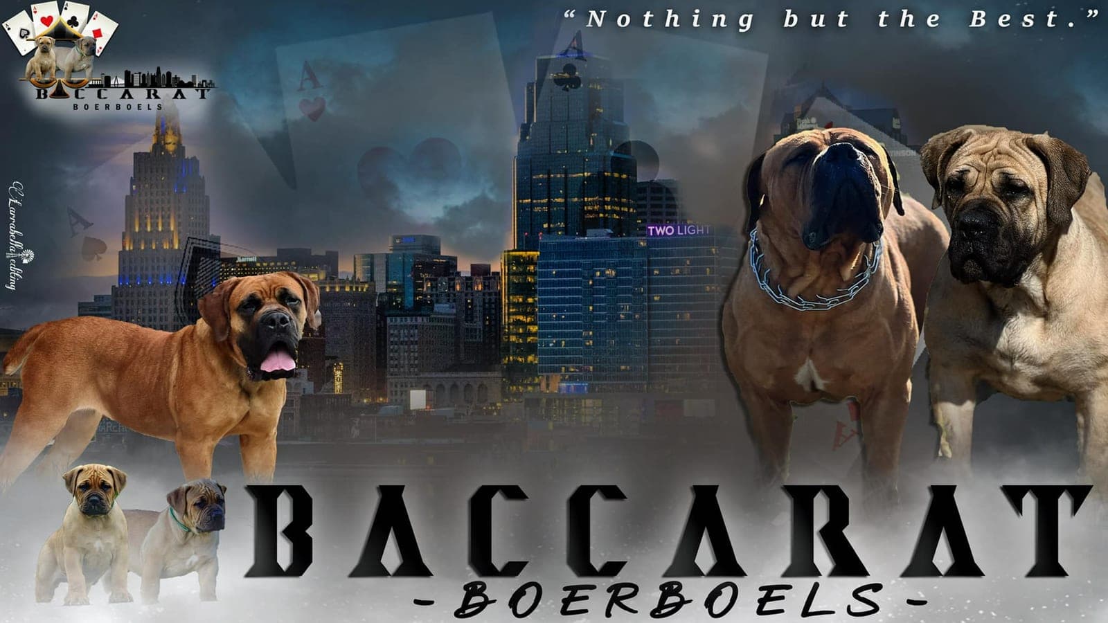 Baccarat Boerboels profile photo