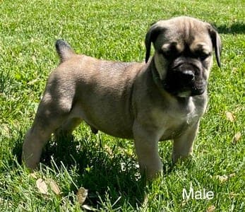 Back 40 Boerboels profile photo