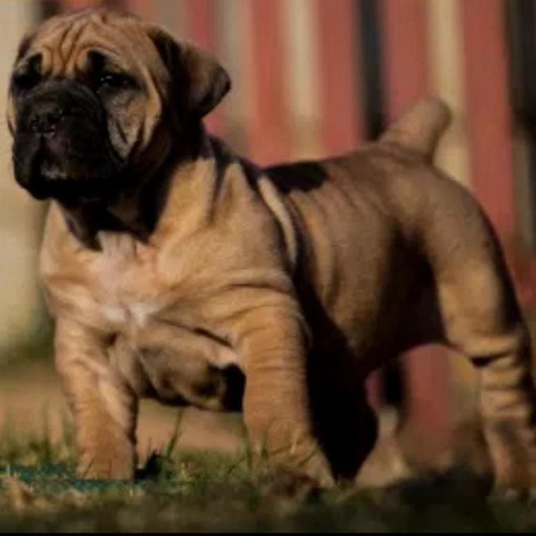 Badazz Boerboels profile photo