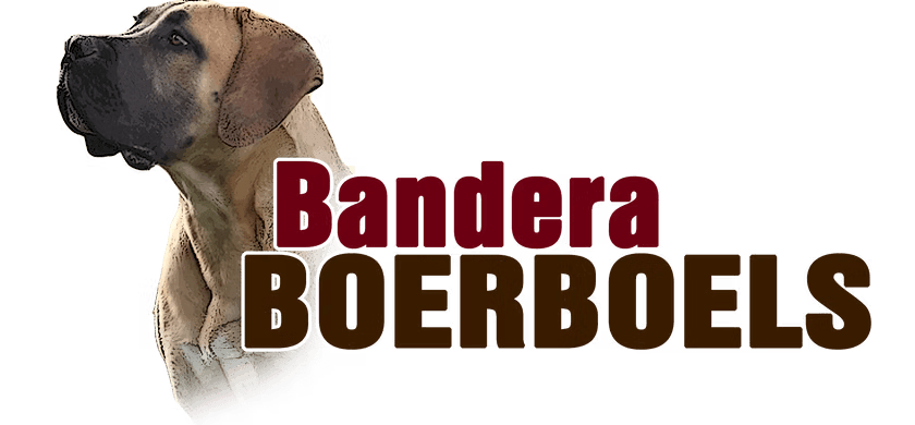Bandera Boerboels profile photo