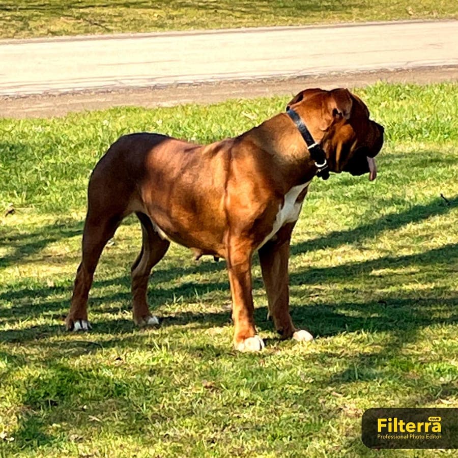 Bella Bello Boerboels profile photo