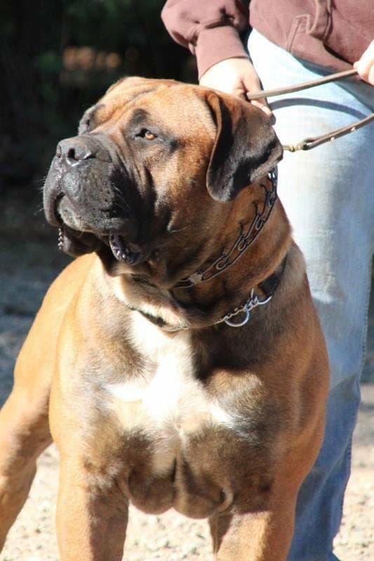 Benaiah Boerboels profile photo