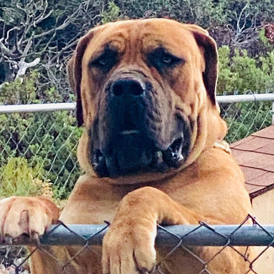 Big Iron Boerboels profile photo