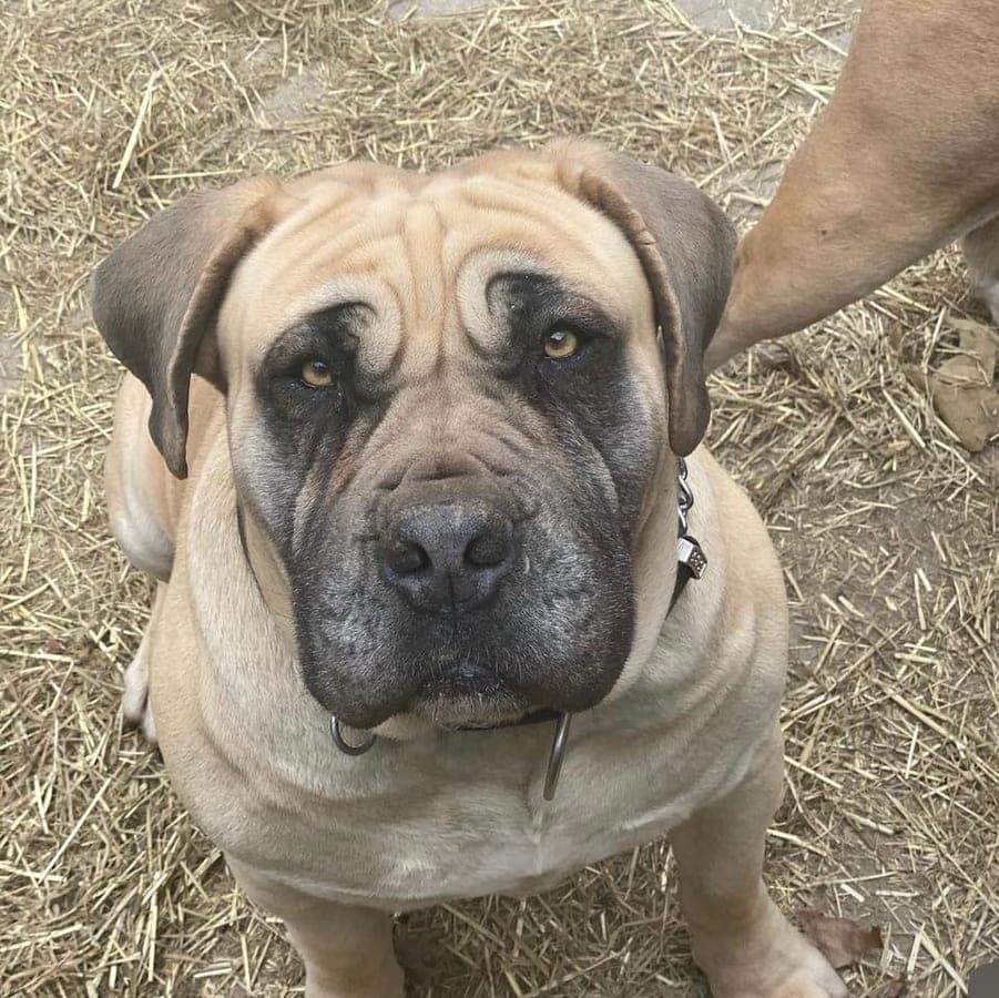 Big Jersey Boerboels profile photo