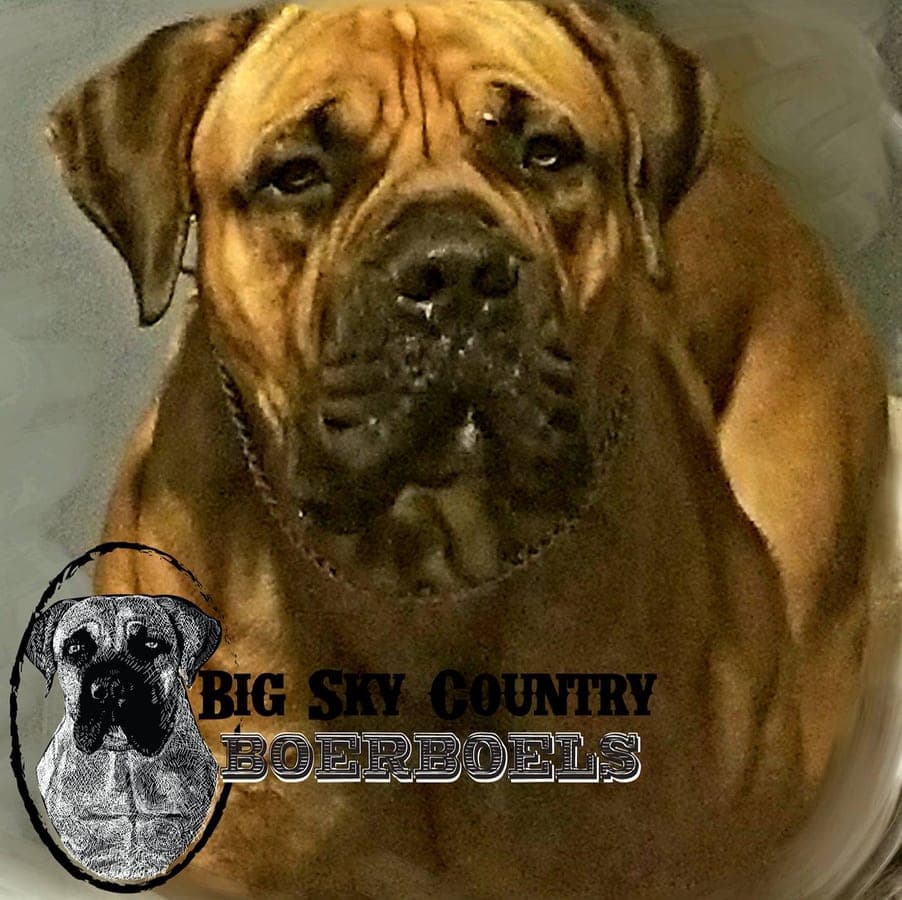 Big Sky Country Boerboels profile photo