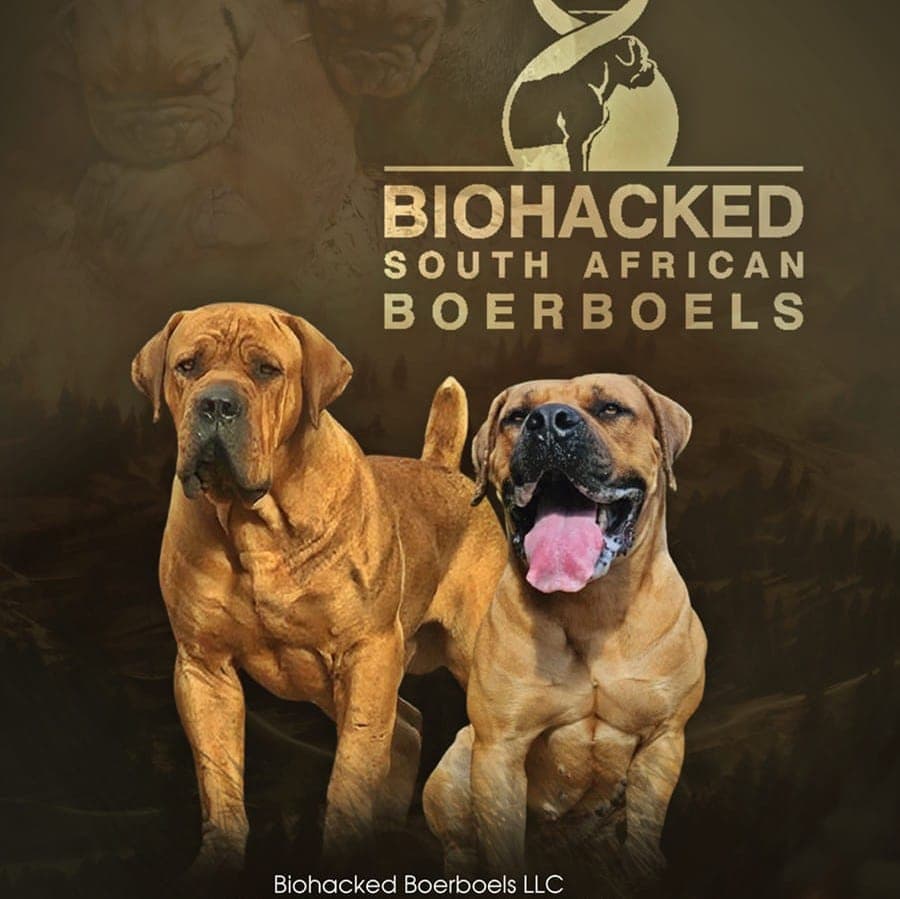 Biohacked Boerboels LLC profile photo