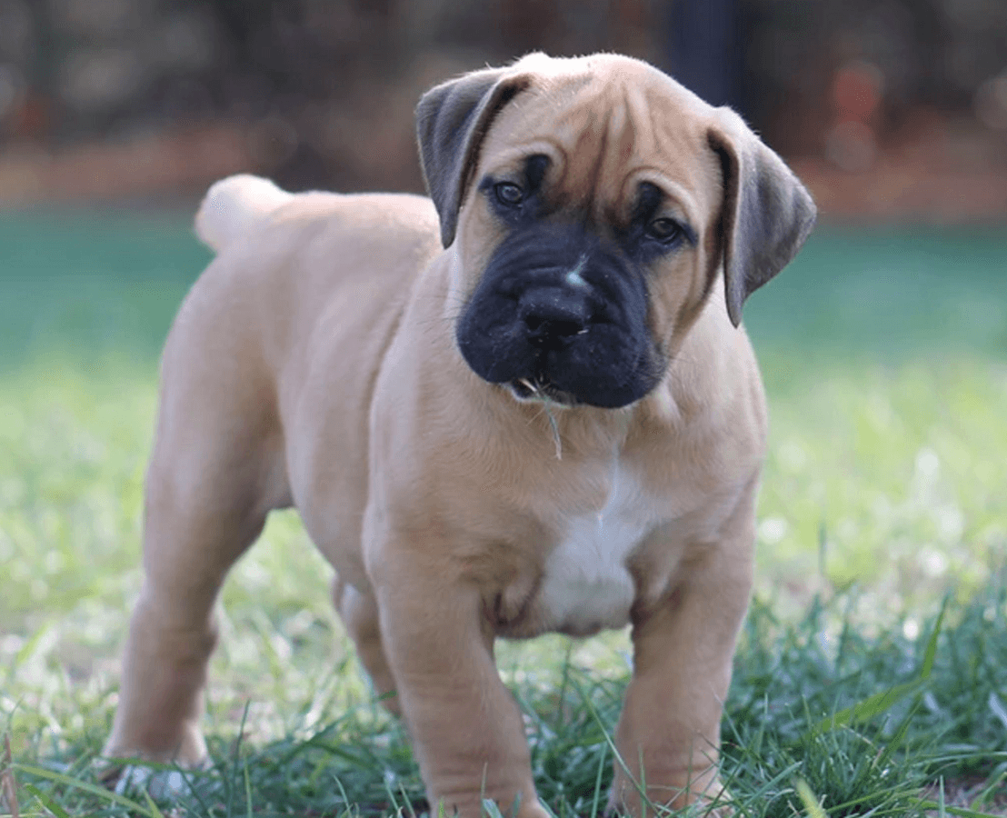 Blazen Boerboels profile photo