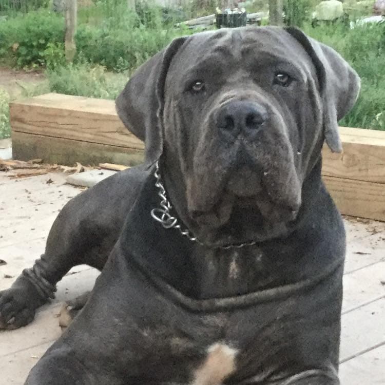 Blue Collar Boerboels profile photo