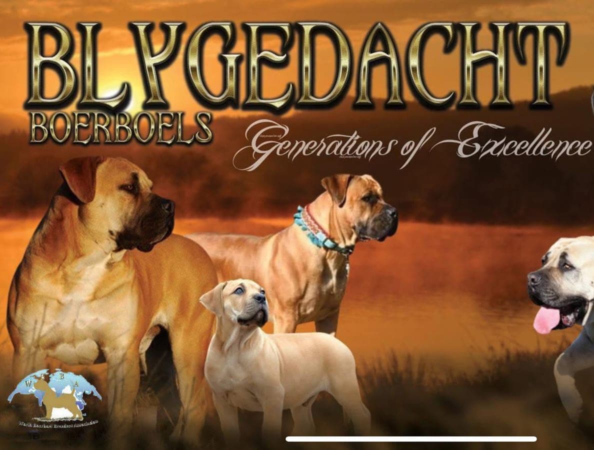 Blygedacht Boerboele profile photo
