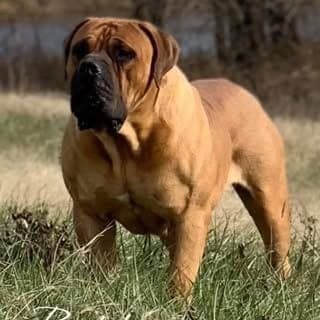 Brickyard Boerboels profile photo