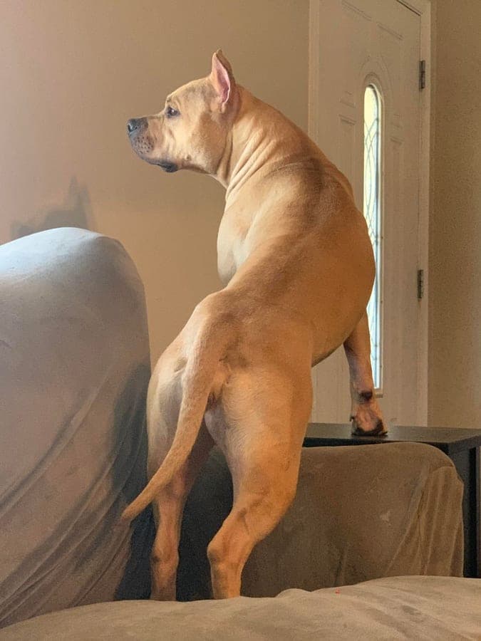 Brooke Wood's Boerboel and American Staffordshire Terriers profile photo