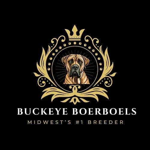 Buckeye Boerboels profile photo