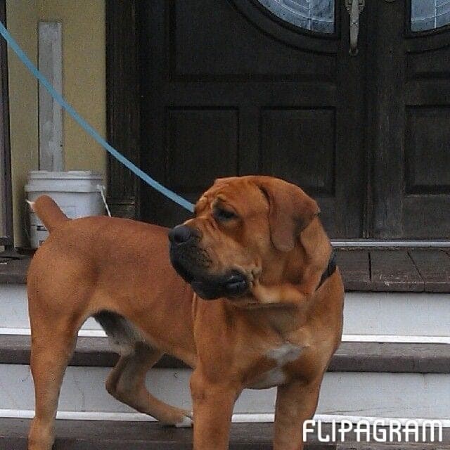 Cajunland Boerboels profile photo