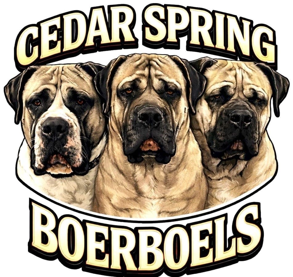 Cedar Spring Boerboels profile photo