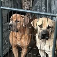 Central Mississippi Boerboels profile photo