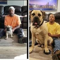 Cypress Bayou Boerboels profile photo