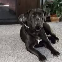 D&B Boerboels LLC profile photo