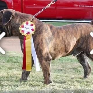 D & K Boerboels profile photo