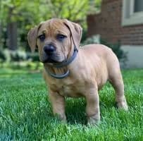 Dade County Boerboels profile photo