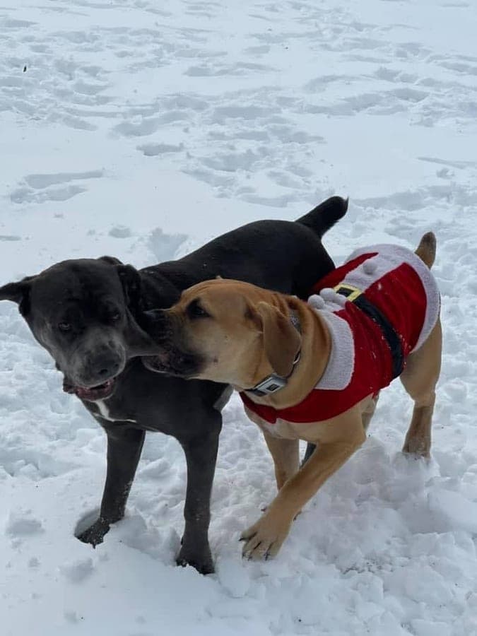 DeCola's Mastiff Paws profile photo