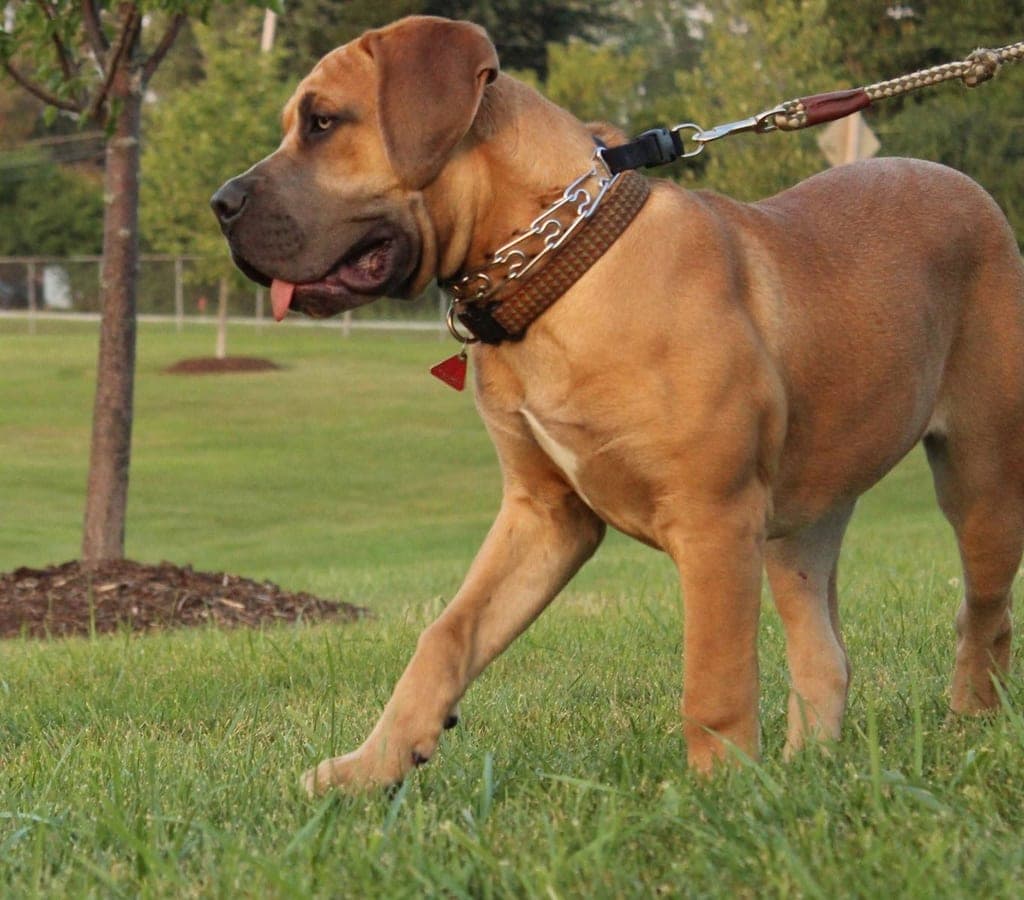 DeGrote Hond Boerboels profile photo