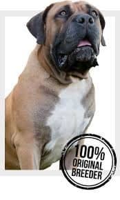 Desert Boerboels Breeder profile photo