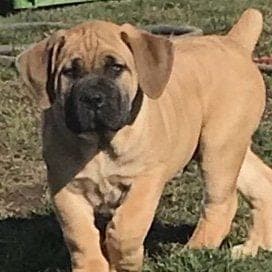 Diamond Ridge Boerboels profile photo