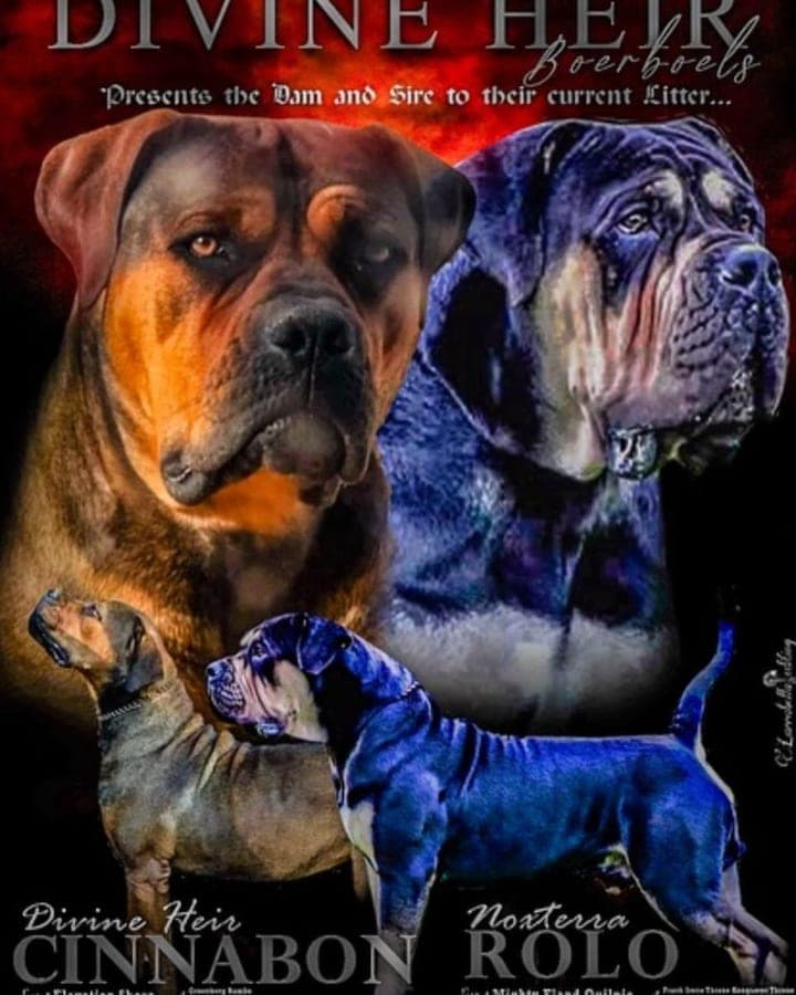 Divine Heir Boerboel profile photo