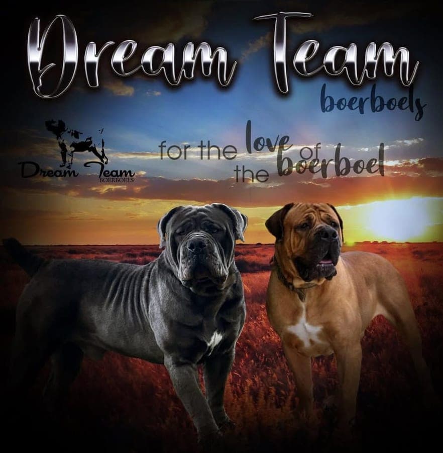 Dream Team Kennels profile photo
