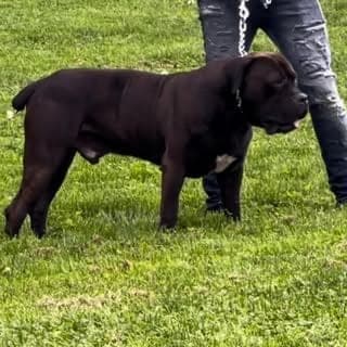 DT Boerboels profile photo