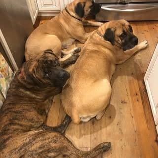 East Coast Boerboels profile photo