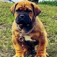 Empire Boerboels profile photo