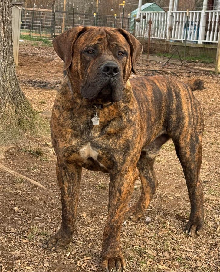 Erickson Ranch Boerboels profile photo