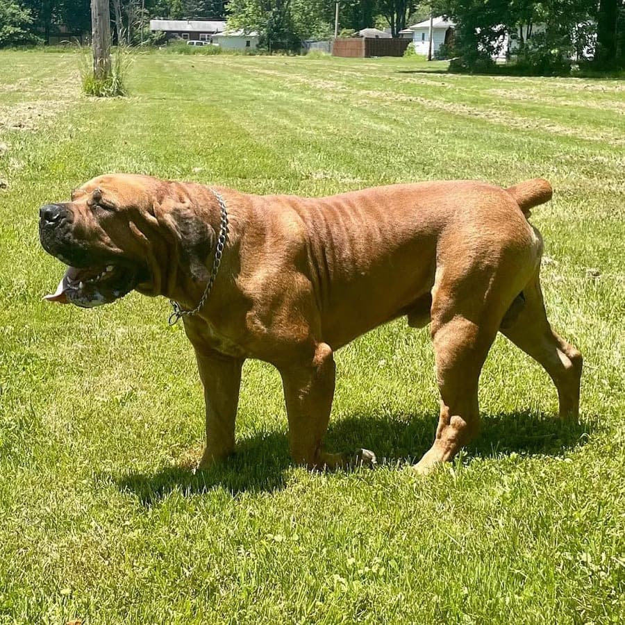 FreeMyndz Boerboels profile photo