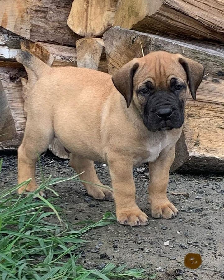 Fueled Kennel profile photo