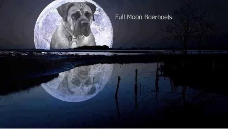 Full Moon Boerboels profile photo