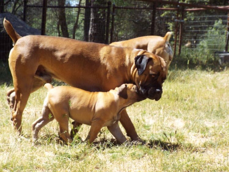Fuller Boerboels profile photo