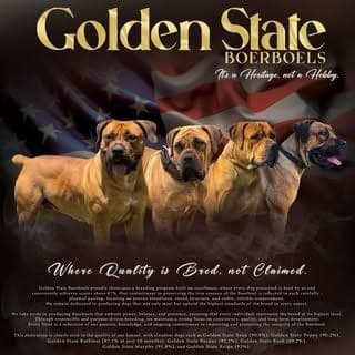 Golden State Boerboels profile photo