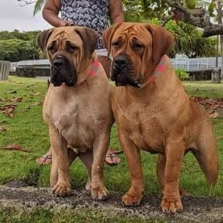 HI Guard Kennels profile photo