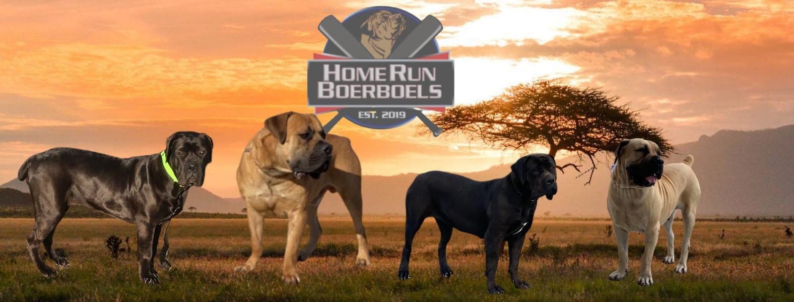 Homerun Kennels LLC profile photo