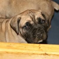 Illinois Boerboels profile photo