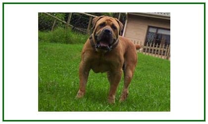 Linga Longa Boerboels profile photo