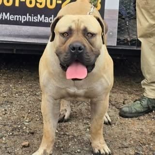 Memphis Made Boerboels profile photo
