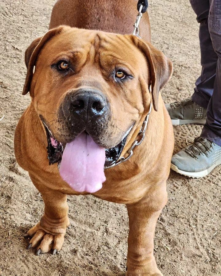 Mighty Boerboele profile photo
