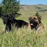 Mount Royal Boerboels profile photo