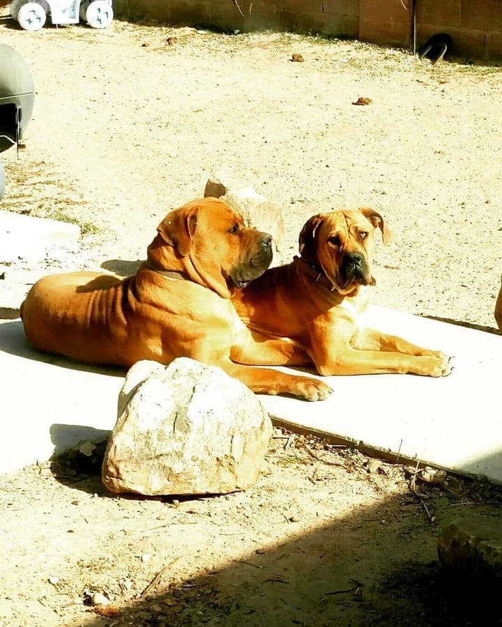 Munoz Dynasty Kennel profile photo